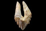 Fossil Primitive Whale (Basilosaur) Tooth - Morocco #164755-1